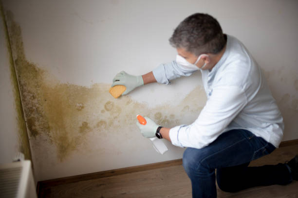 Trusted West Cape May, NJ Mold Removal Experts