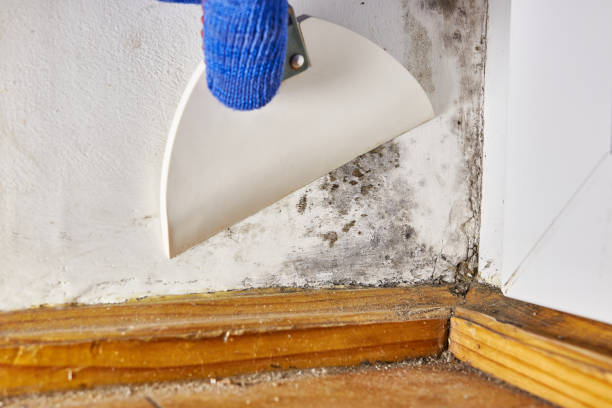 Best Black Mold Removal  in West Cape May, NJ